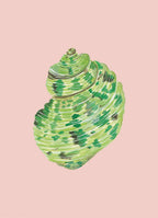 Turbo Shell Art Print Colorful 5x7