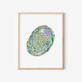Abalone Art Print 8x10