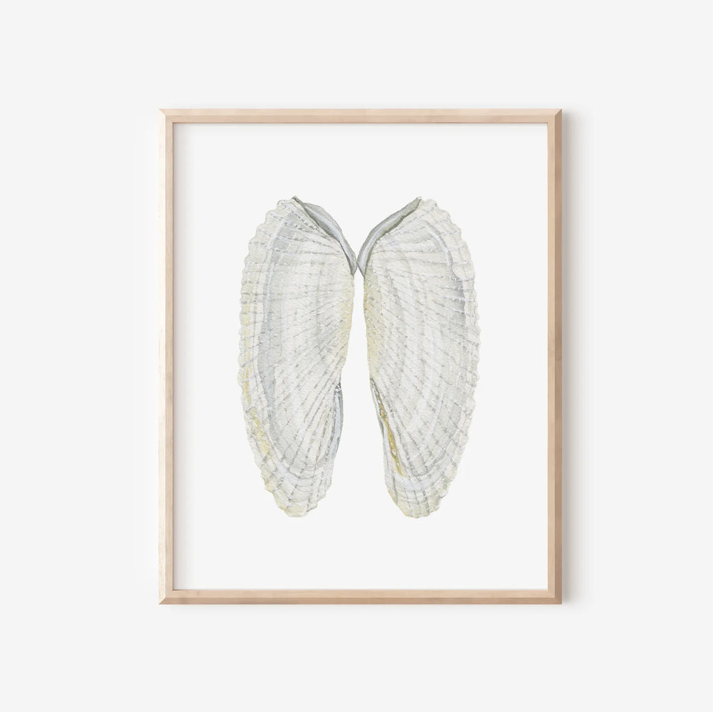 Angel Wing Shells Art Print 8x10