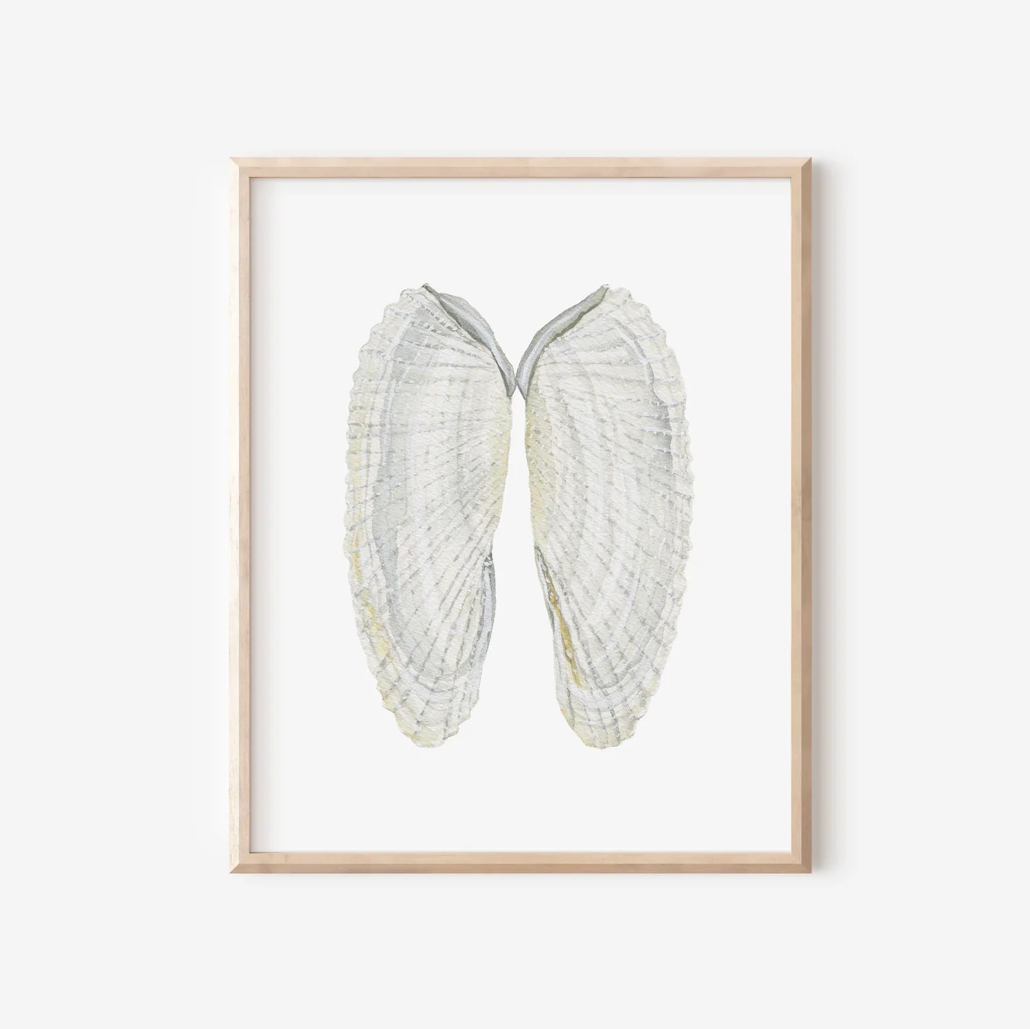 Angel Wing Shells Art Print 8x10