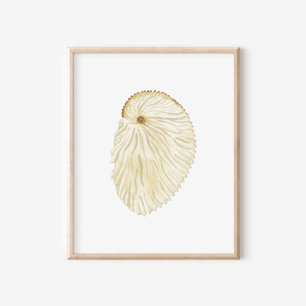 Argonaut Art Print 8x10
