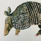 Armadillo Art Print 8x10