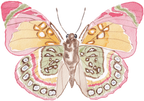 Pink and Green Butterfly Acrylic Art Block Small