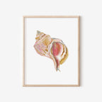 Channeled Whelk Art Print 8x10