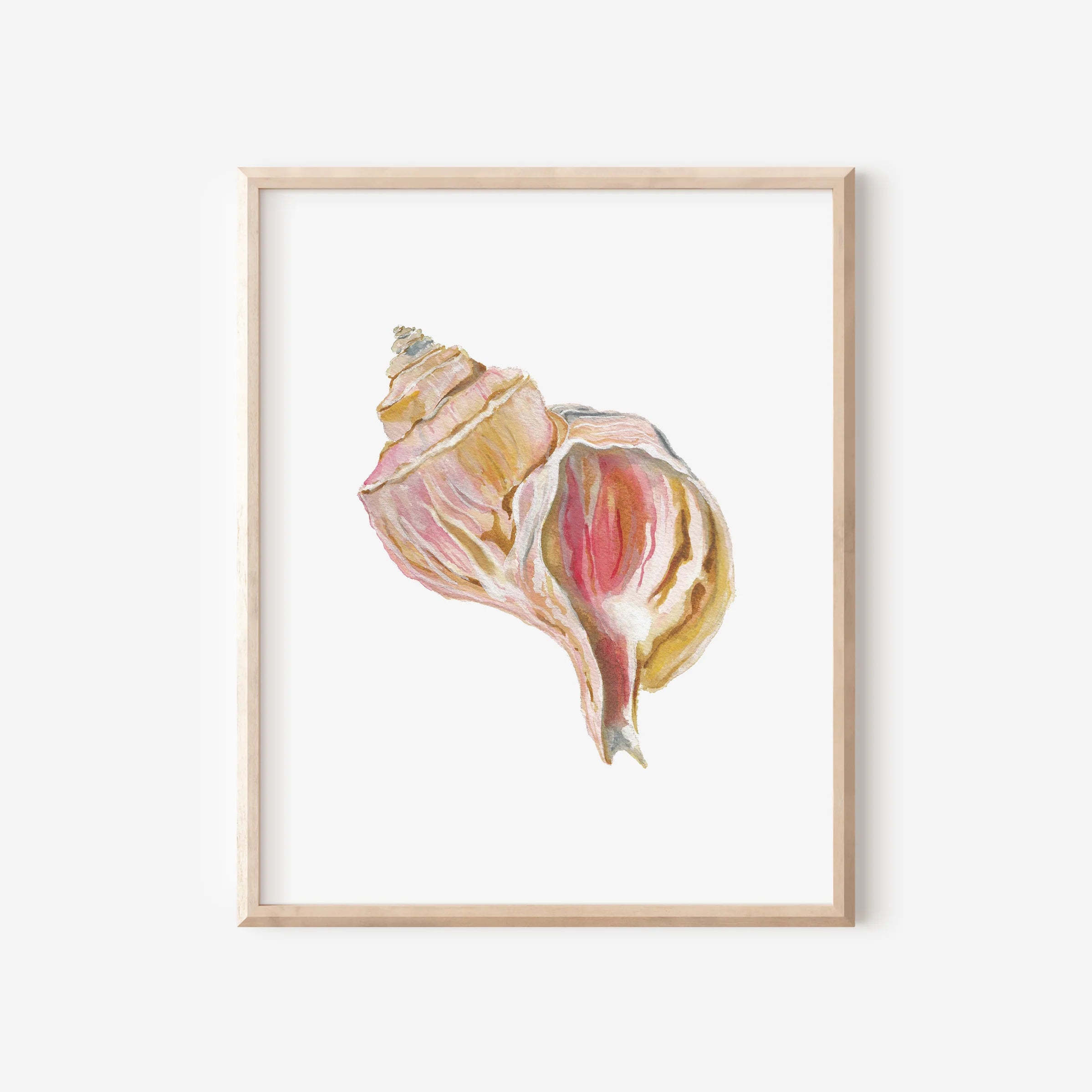 Channeled Whelk Art Print 8x10