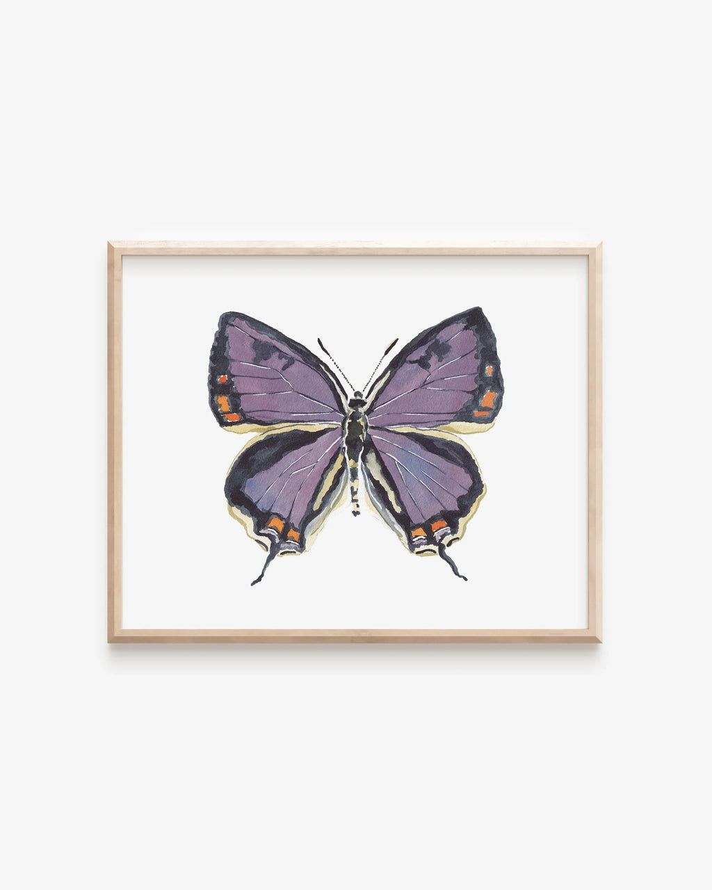Colorado Hairstreak Art Print 8x10