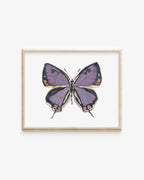 Colorado Hairstreak Art Print 8x10