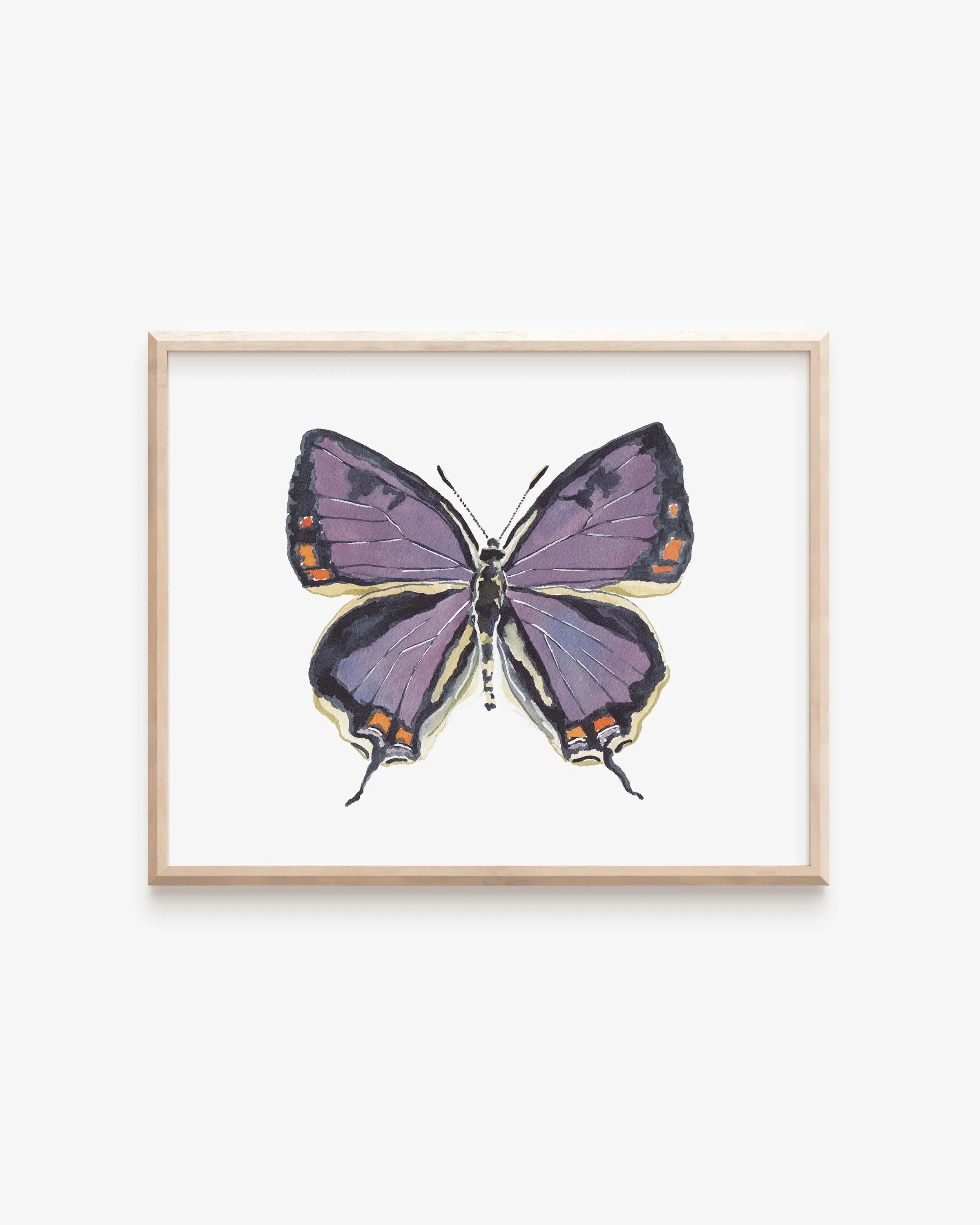 Colorado Hairstreak Art Print 8x10