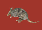 Armadillo Colorful Art Print 5x7