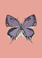 Colorado Hairstreak Colorful Art Print 5x7