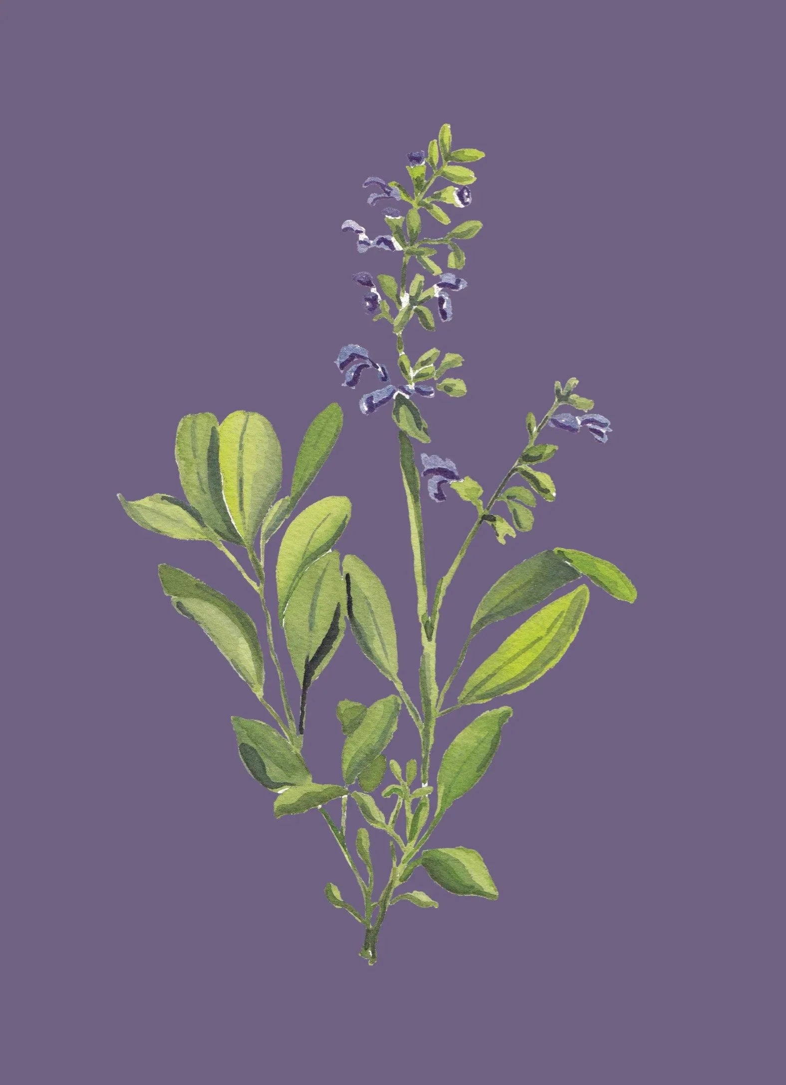 Flowering Sage Colorful Art Print 5x7