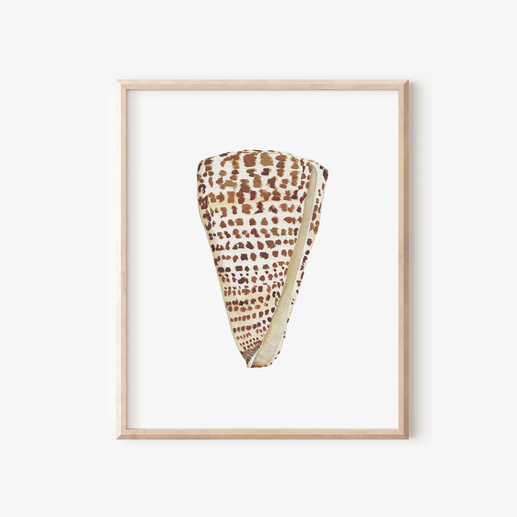 Cone Shell Art Print 8x10