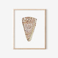 Cone Shell Art Print 8x10