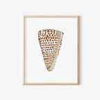 Cone Shell Art Print 8x10