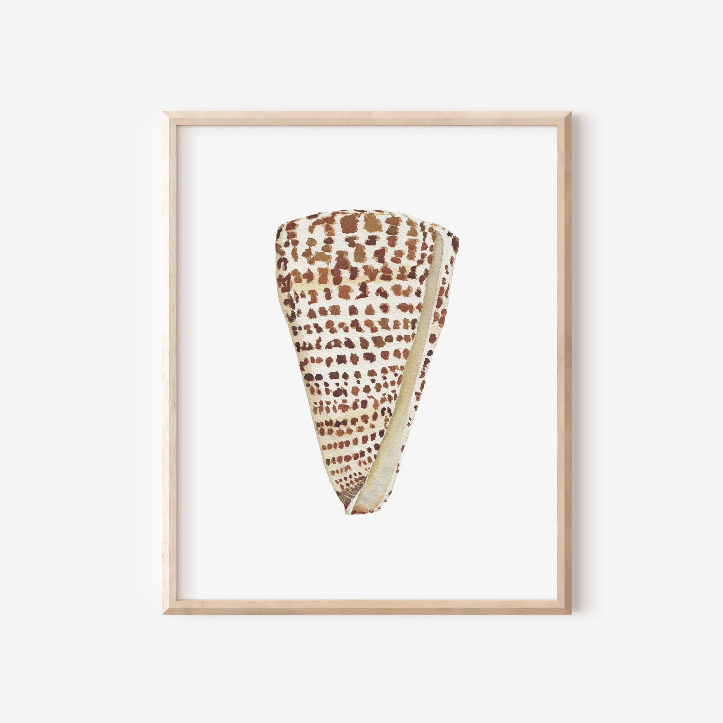 Cone Shell Art Print 8x10
