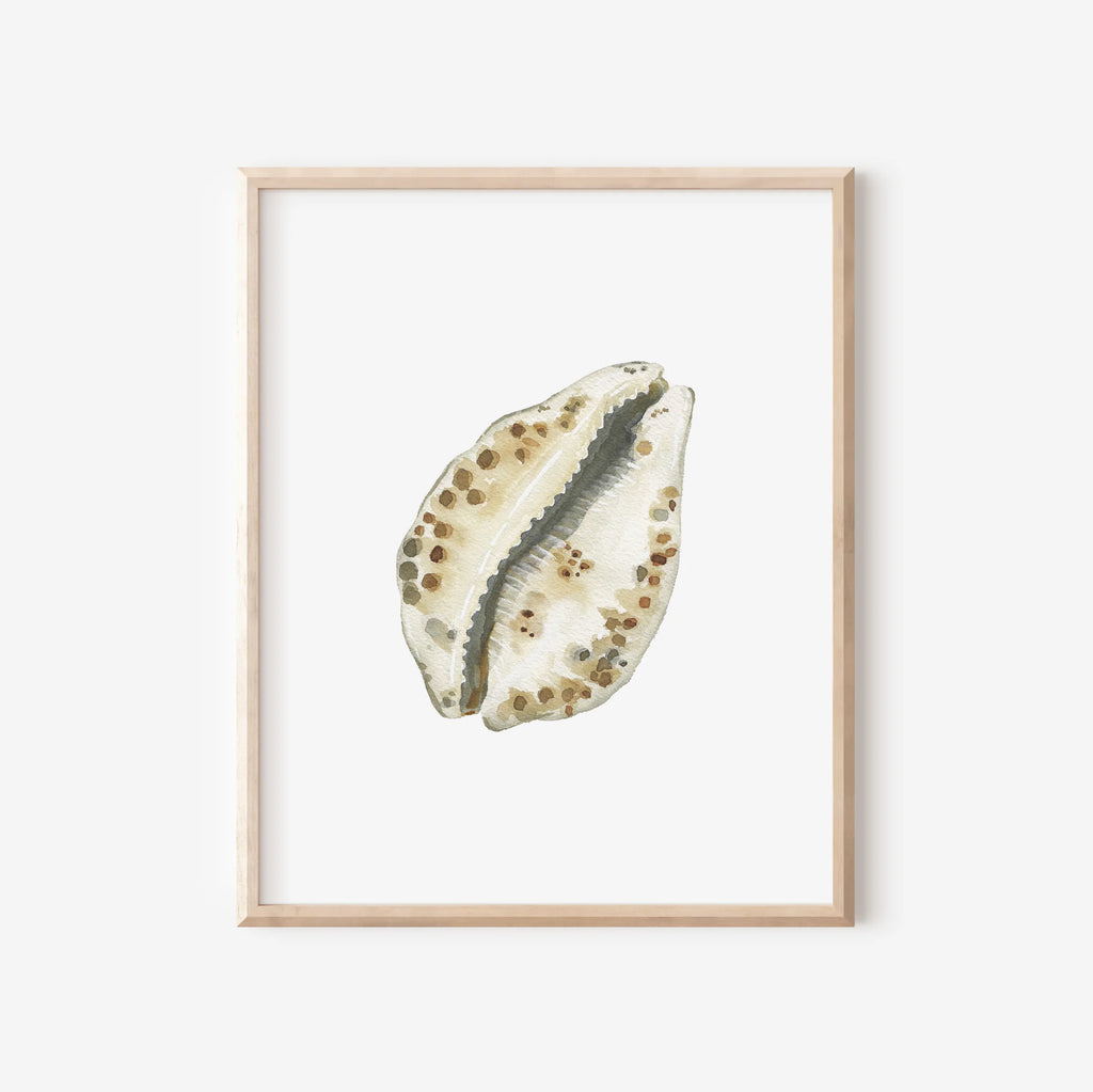 Cowrie Shell Art Print 8x10