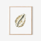 Cowrie Shell Art Print 8x10
