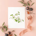 Botanical Art Prints 8x10 - Dogwood