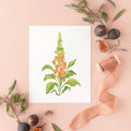 Botanical Art Prints 8x10 - Foxglove