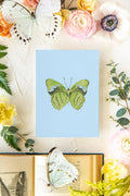 March 3 Butterfly Print 5x7