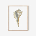 Lightening Shell Art Print 8x10