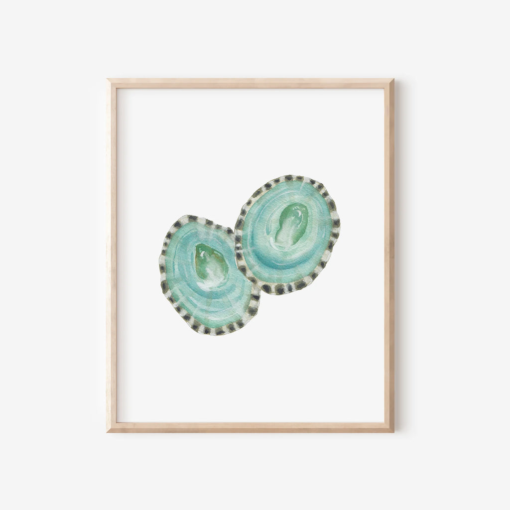 Limpet Shells Art Print 8x10