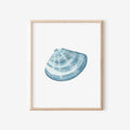 Manila Clam Art Print 8x10