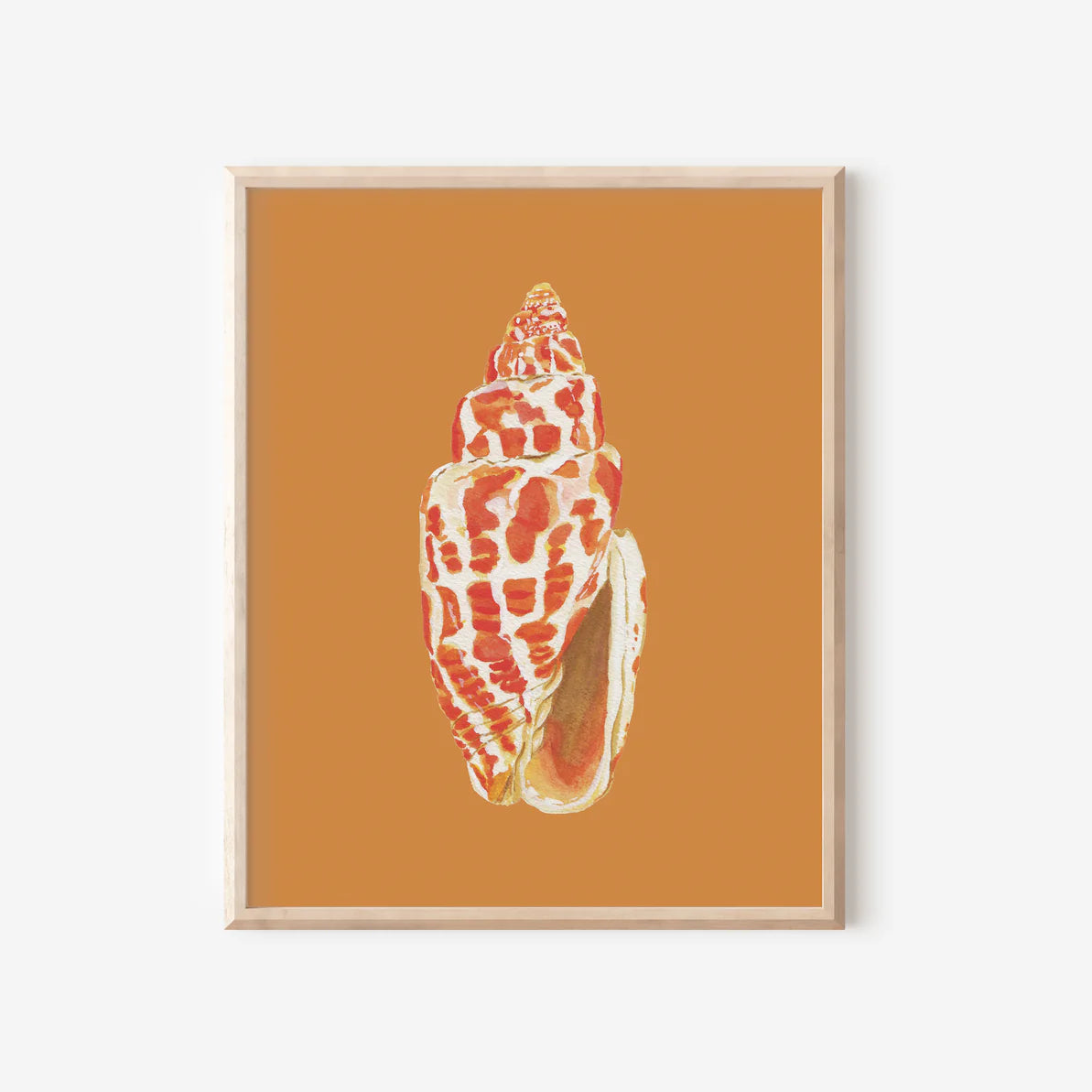 Miter Shell Art Print Colorful 5x7