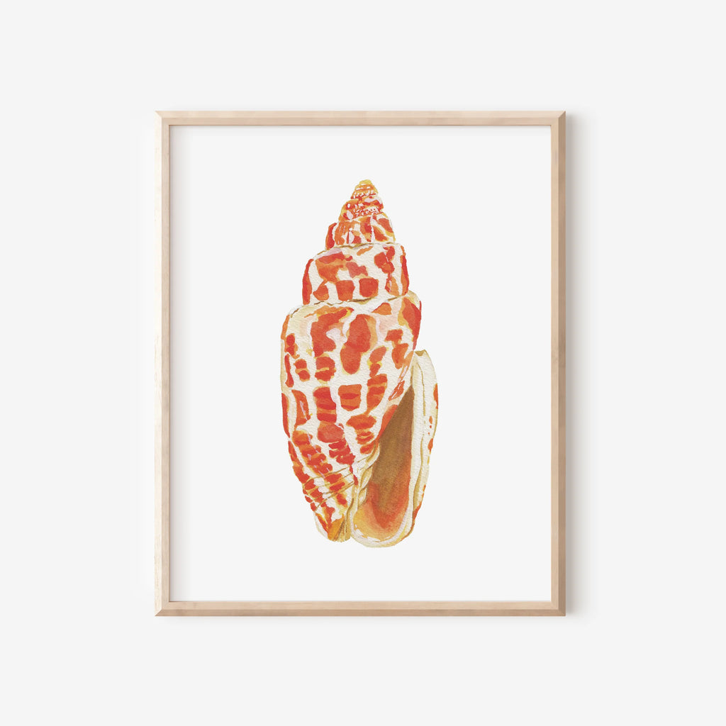 Miter Shell Art Print 8x10