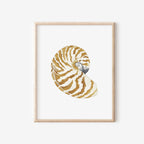 Nautilus Art Print 8x10