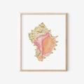 Pink Murex Art Print 8x10