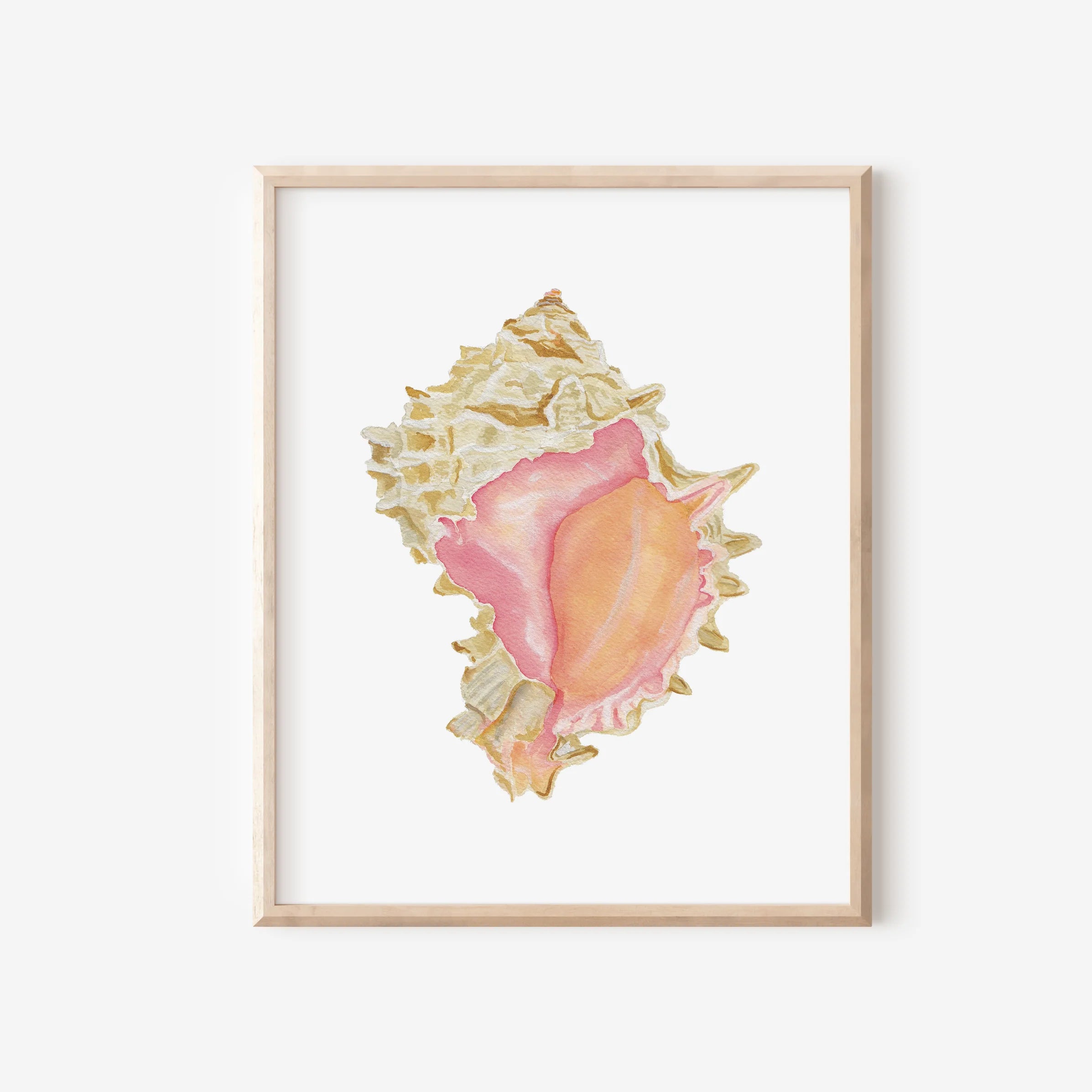 Pink Murex Art Print 8x10