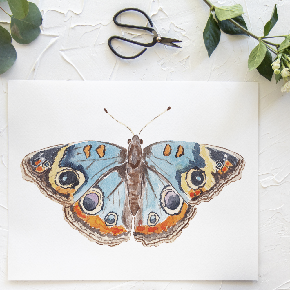Butterfly No. 24 Print 8x10
