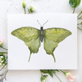 Butterfly No. 9 Print 8x10