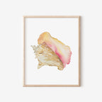 Queen Conch Art Print 8x10