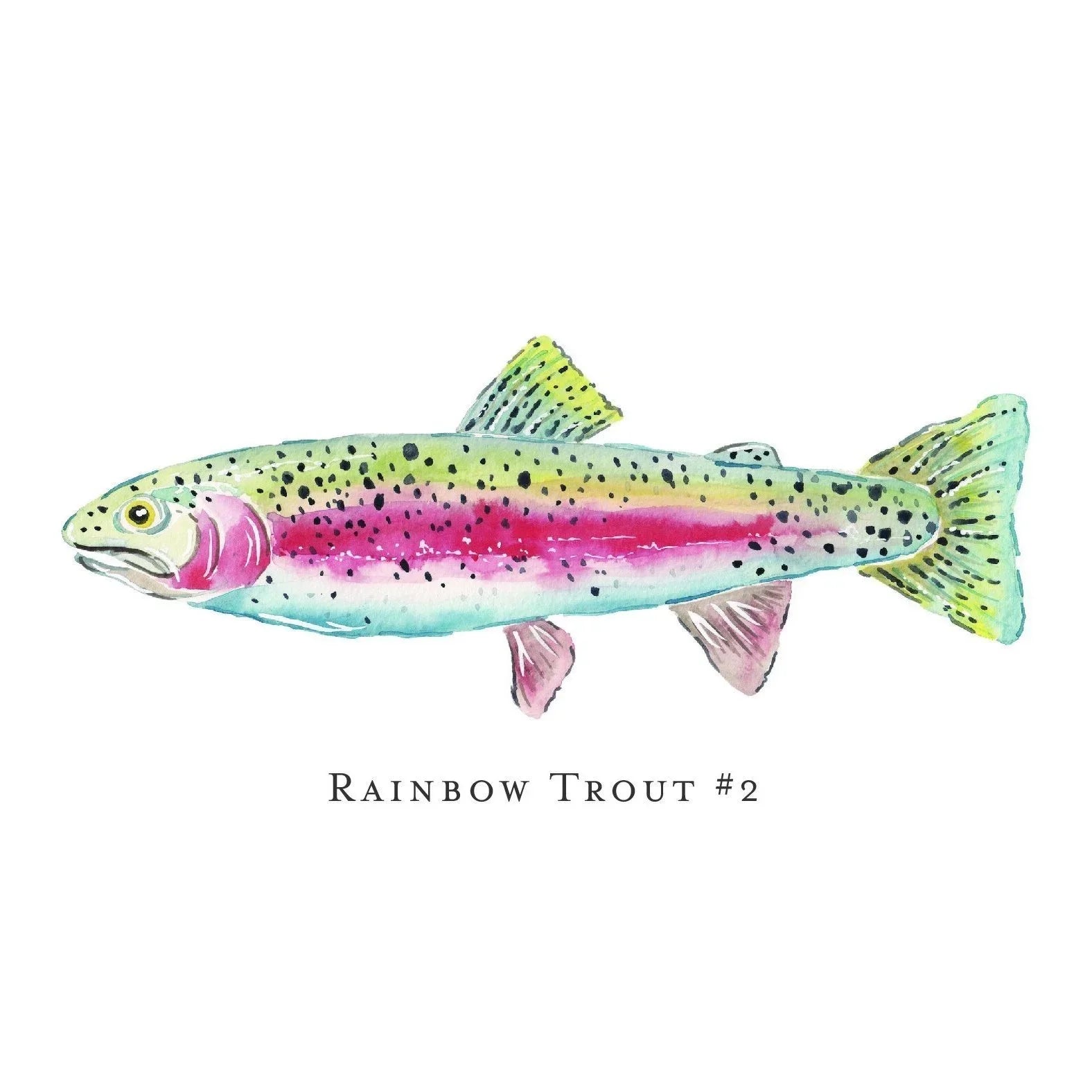 Rainbow Trout #2 Art Print 8x10