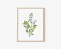 Sage Art Print 8x10