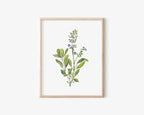 Sage Art Print 8x10