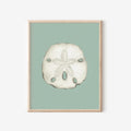 Sand Dollar Art Print Colorful 5x7