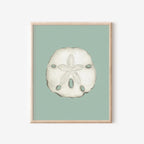 Sand Dollar Art Print Colorful 5x7