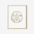Sand Dollar Art Print 8x10