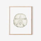 Sand Dollar Art Print 8x10