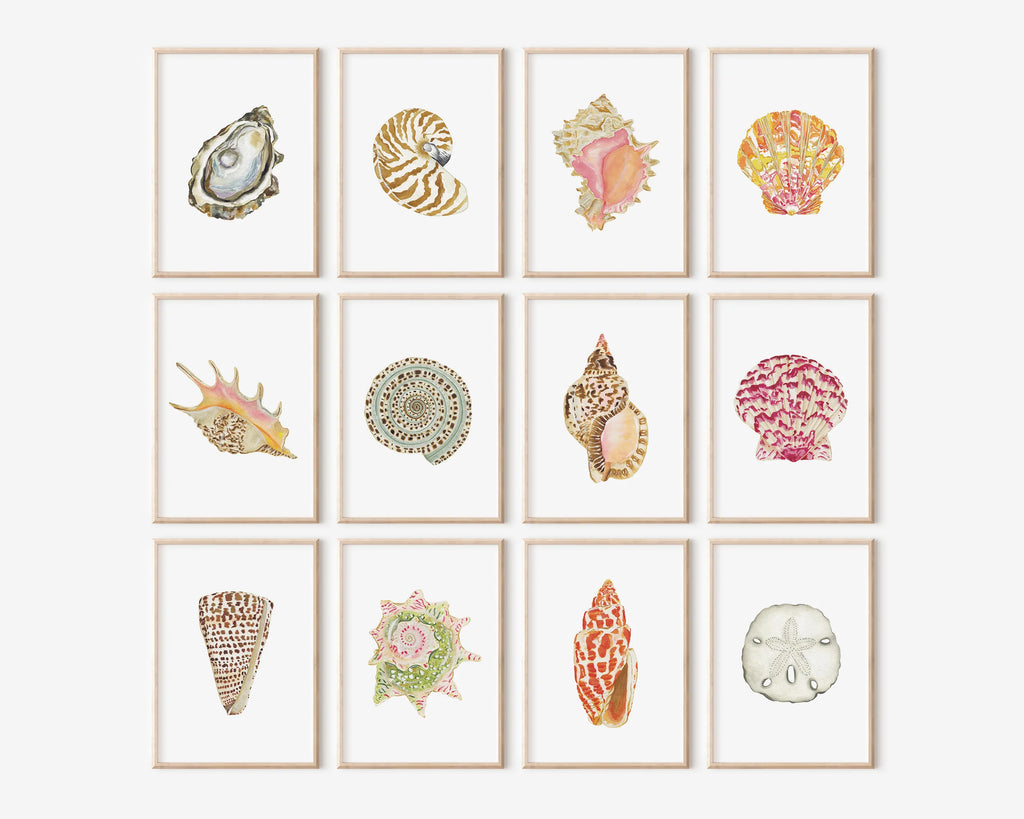 Cone Shell Art Print 8x10
