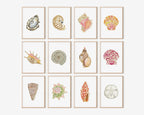 Cone Shell Art Print 8x10