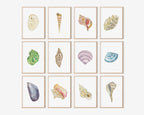 Channeled Whelk Art Print 8x10