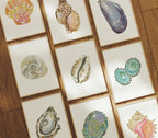 Oyster Art Print 8x10