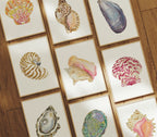 Abalone Art Print 8x10