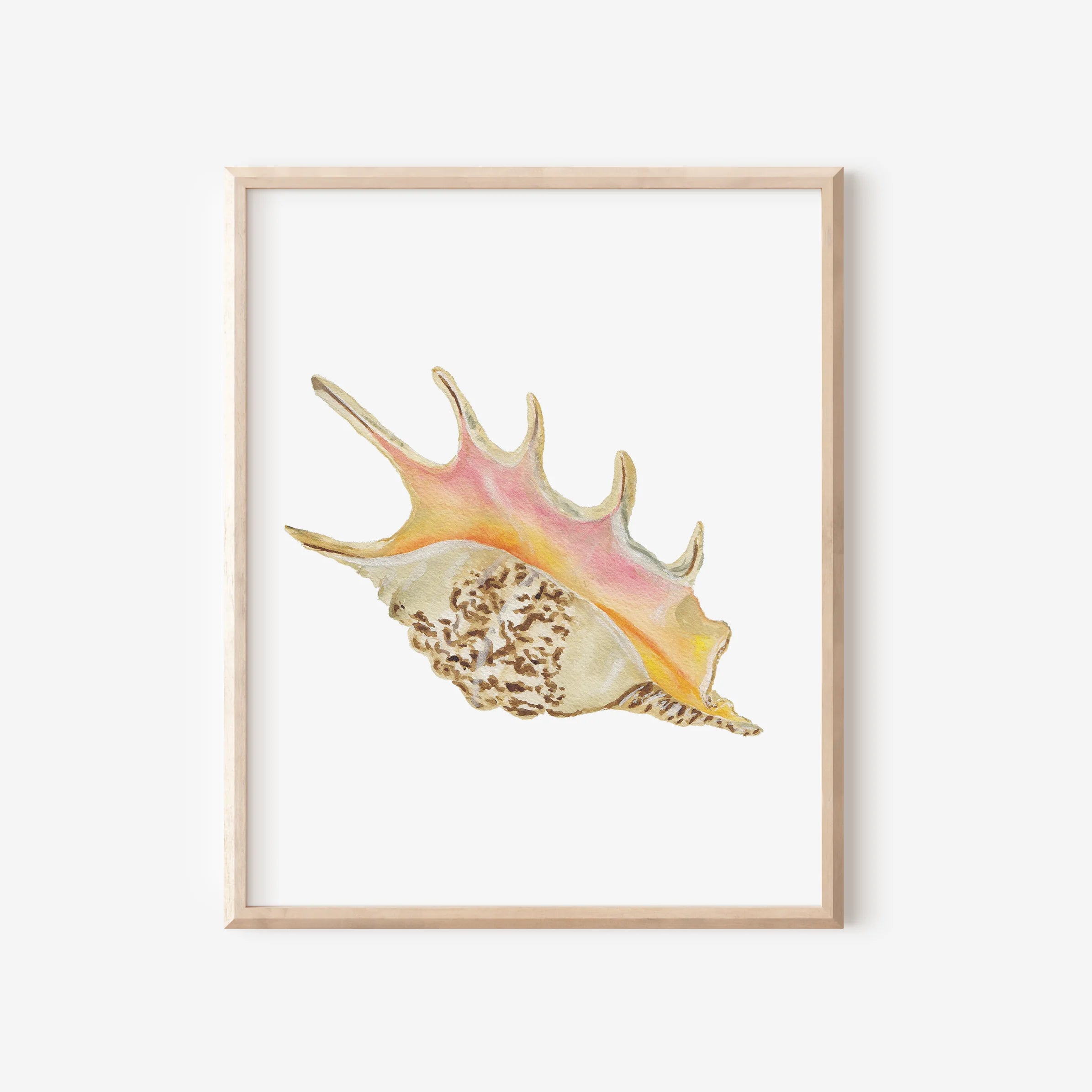 Spider Conch Art Print 8x10
