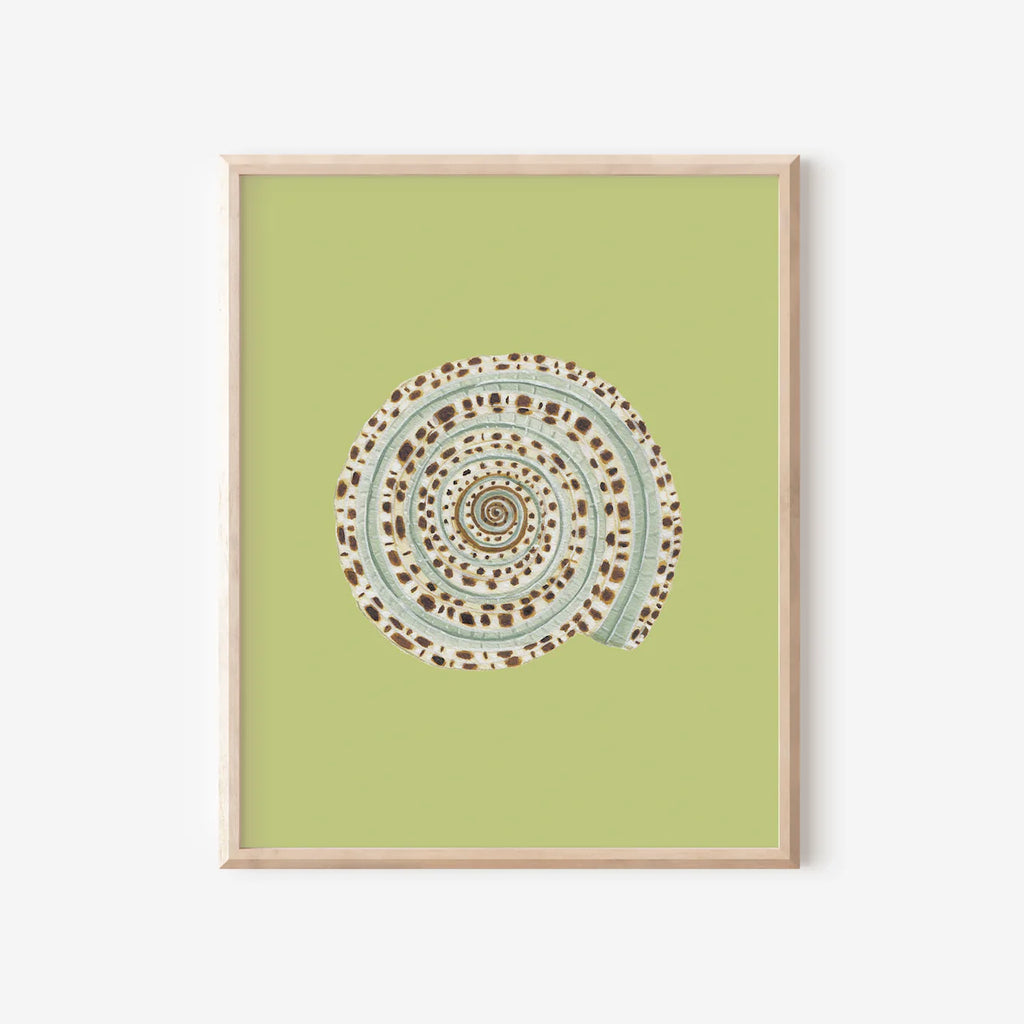 Sundial Shell Art Print Colorful 5x7