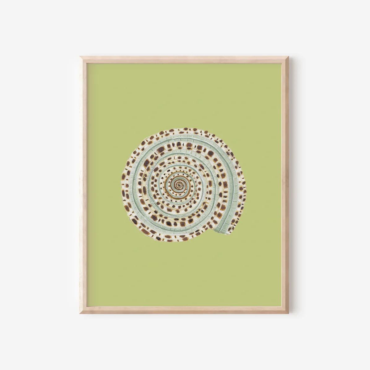 Sundial Shell Art Print Colorful 5x7